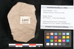 Foto (Objekt + Etikett) von Taxodium distichum miocenicum Heer (NHMW-GEO-2024-0188-6403)
